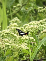 Rhetus arcius
