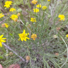 Gutierrezia sericocarpa