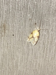 Sparganothis sulfureana