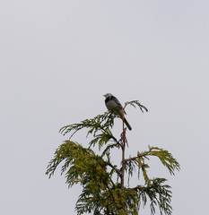 Motacilla alba yarrellii