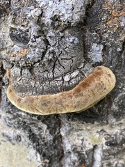 Phellinus tremulae