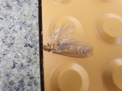 Protohermes xanthodes