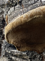 Phellinus tremulae