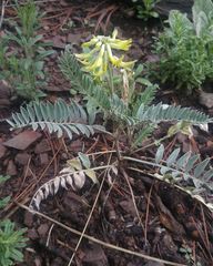 Astragalus giganteus