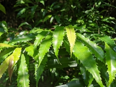 Helicia cochinchinensis