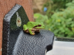 Hyla japonica
