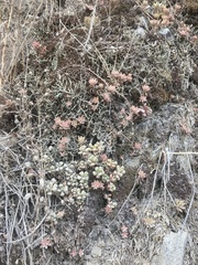 Sedum oreganum