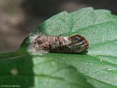 Acrolophinae