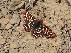 Euphydryas