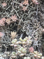 Sedum oreganum