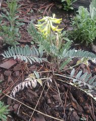 Astragalus giganteus