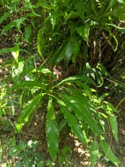 Helicia cochinchinensis