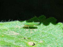 Sibovia