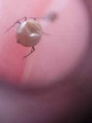 Brevicoryne brassicae