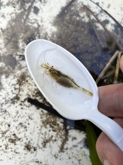 Paratya curvirostris