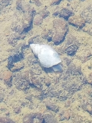 Lymnaea stagnalis