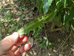 Helicia cochinchinensis