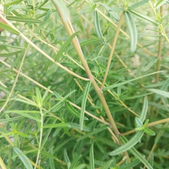 Aldama linearis