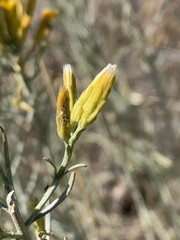 Ericameria nauseosa speciosa
