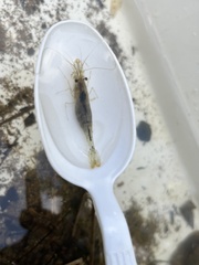 Paratya curvirostris