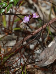 Utricularia lateriflora