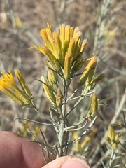 Ericameria nauseosa speciosa