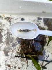 Paratya curvirostris