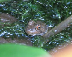 Lithobates catesbeianus