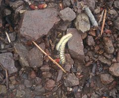 Stenodesmus tuobitus