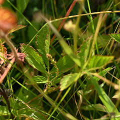 Agrimonia pilosa