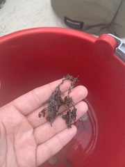 Sargassum hystrix