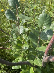 Betula pumila