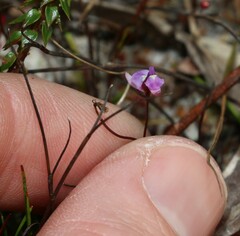 Utricularia lateriflora