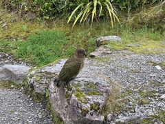 Nestor notabilis