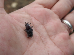Sphenophorus aequalis