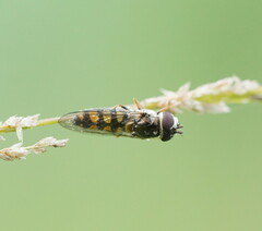 Melangyna viridiceps