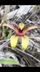 Caladenia discoidea