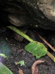 Silverstoneia flotator