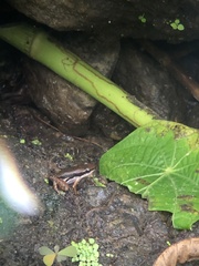 Silverstoneia flotator