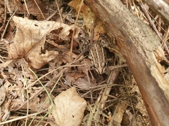 Pelophylax nigromaculatus