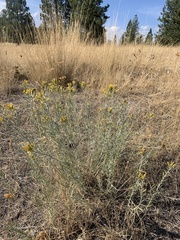 Ericameria nauseosa speciosa