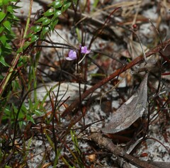 Utricularia lateriflora
