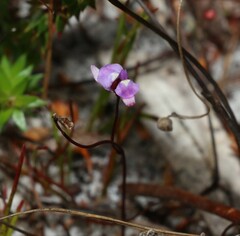 Utricularia lateriflora