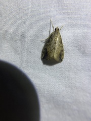 Evergestis rimosalis
