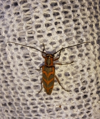 Saperda tridentata