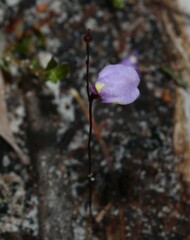 Utricularia lateriflora