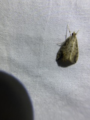 Evergestis rimosalis