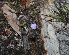 Utricularia lateriflora