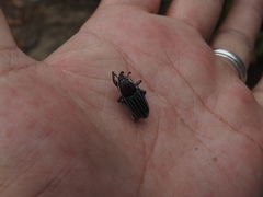 Sphenophorus aequalis