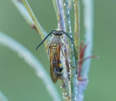 Radumeris tasmaniensis